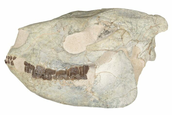 Fossil Running Rhino (Hyracodon) Skull - South Dakota #192112